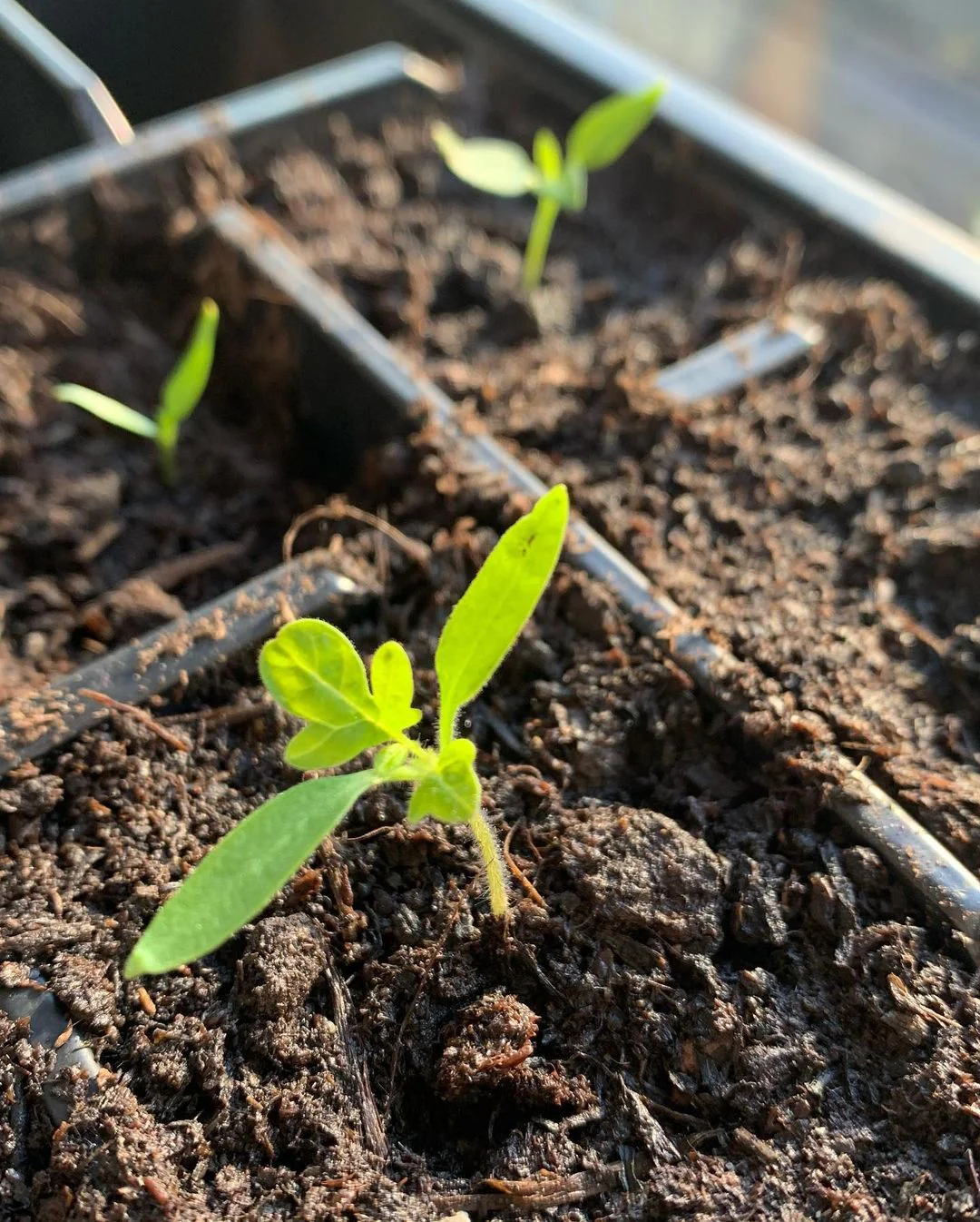 Extra Seed Tray ~ "THE SPROUT FACTORY" - Image 5