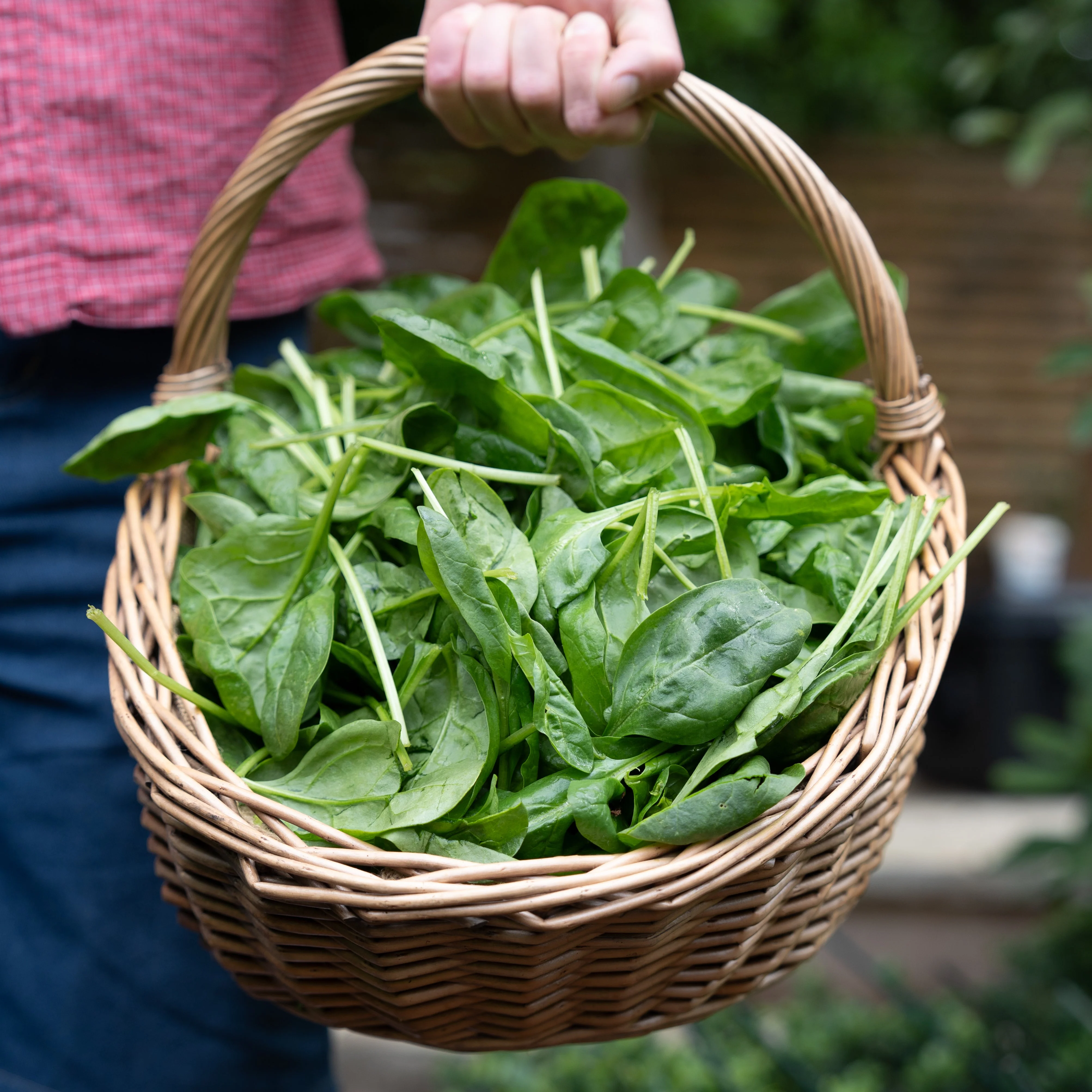 June - Spinach, Sunburst Squash (Patty Pans), Oregano - Image 3