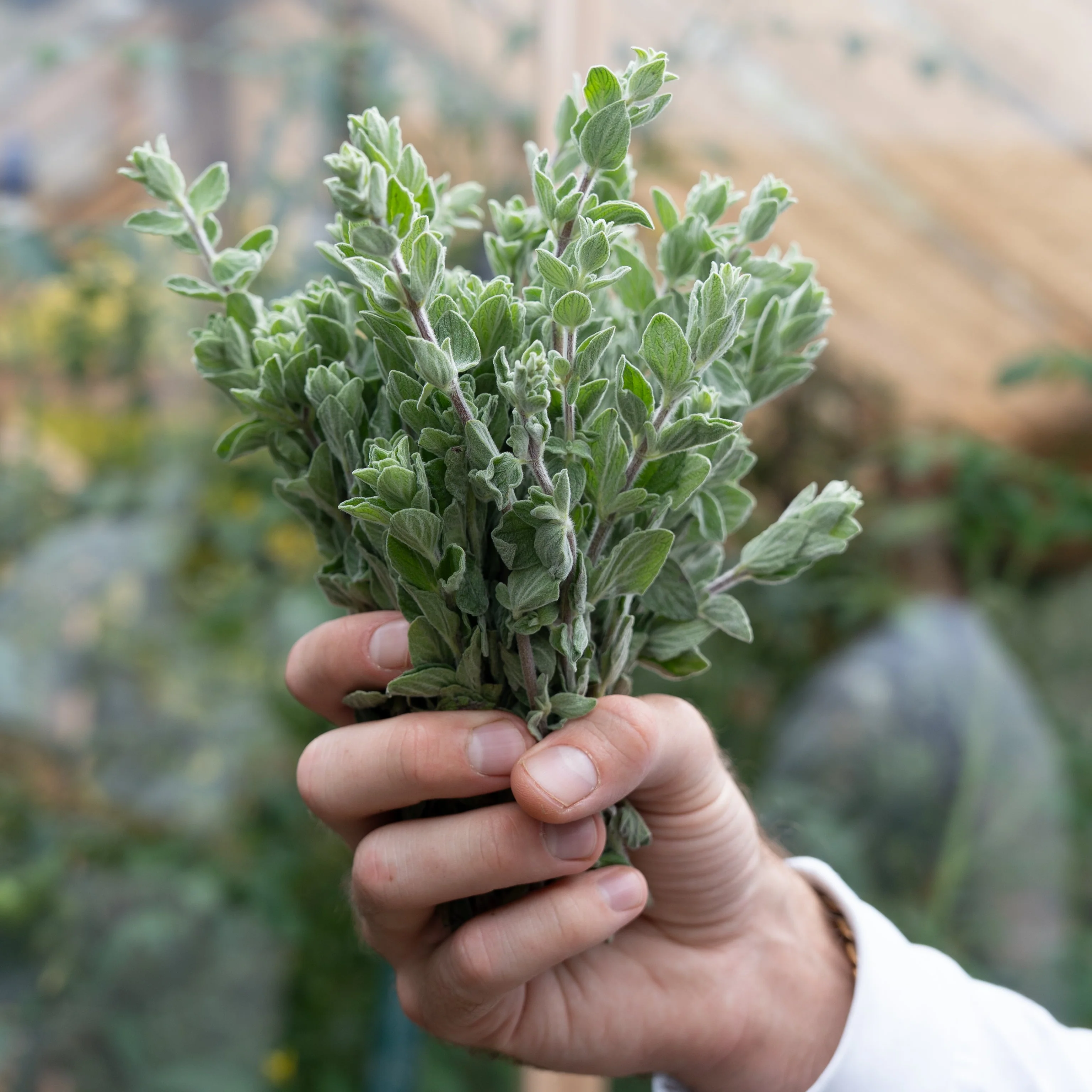 June - Spinach, Sunburst Squash (Patty Pans), Oregano - Image 4