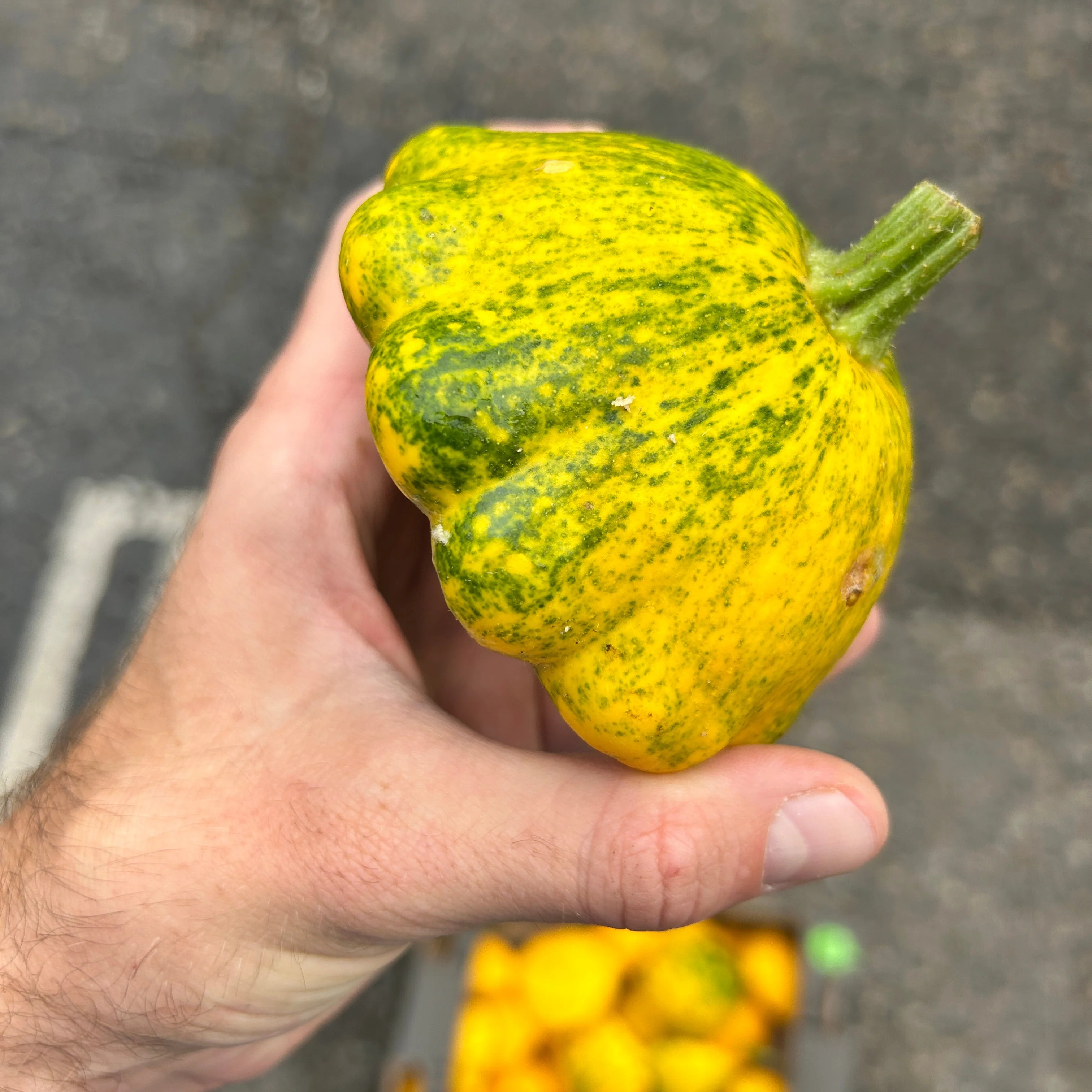 June - Spinach, Sunburst Squash (Patty Pans), Oregano - Image 5