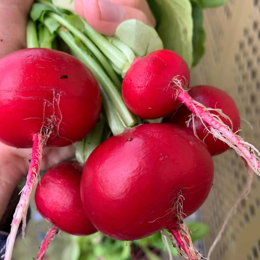 July's Box: Carrots, Lettuce, Radishes - Image 3