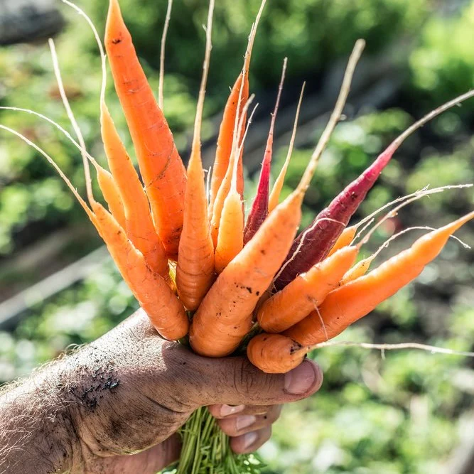 July's Box: Carrots, Lettuce, Radishes - Image 4