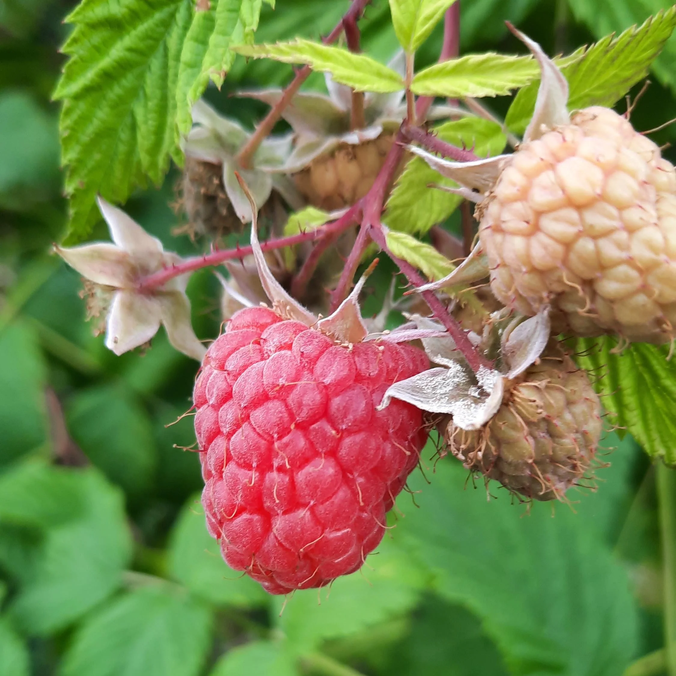 Fruit Bush: Raspberry - Image 3