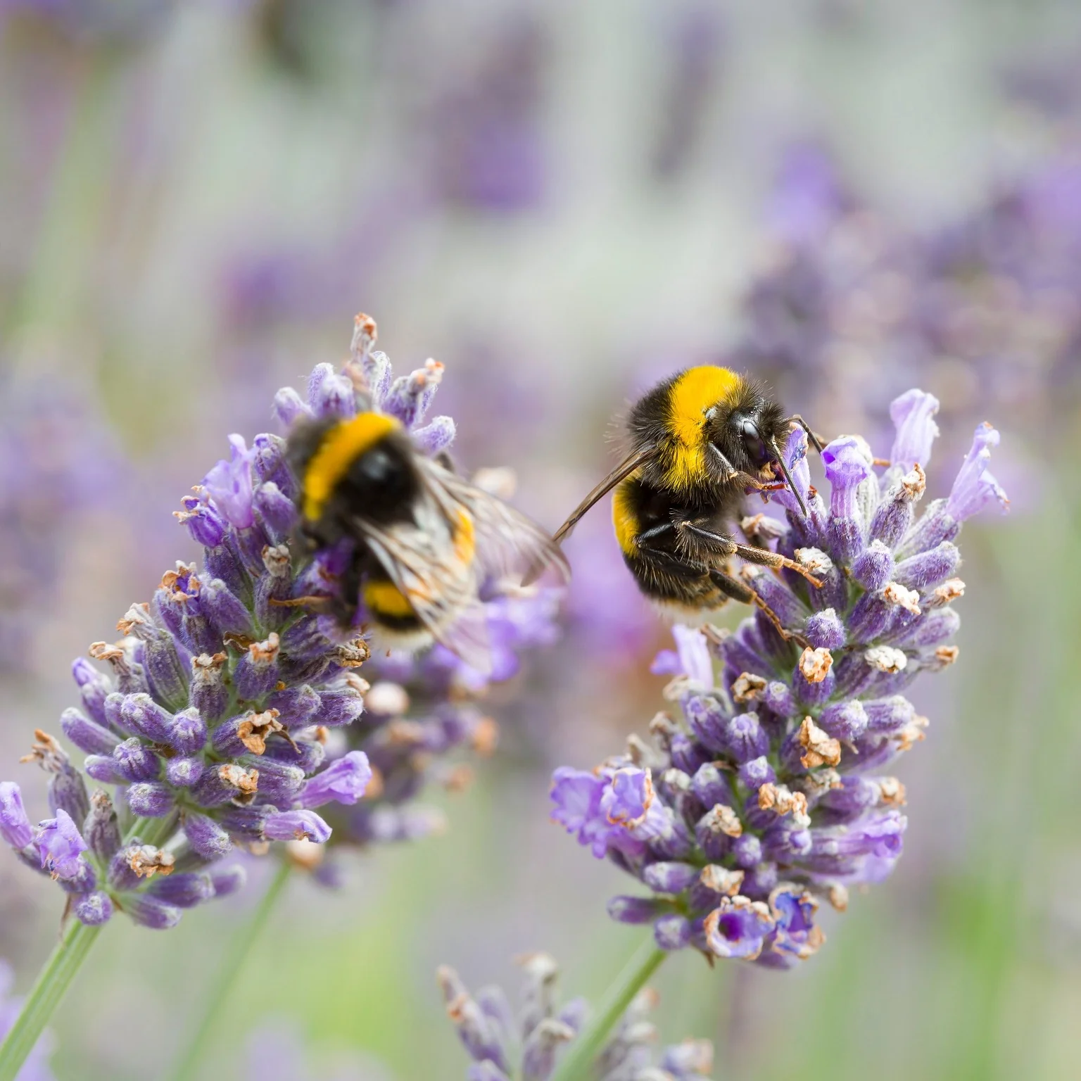 Special Edition: The Bee Box - Image 3