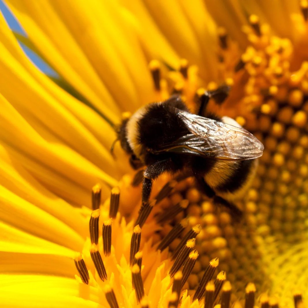Special Edition: The Bee Box - Image 4