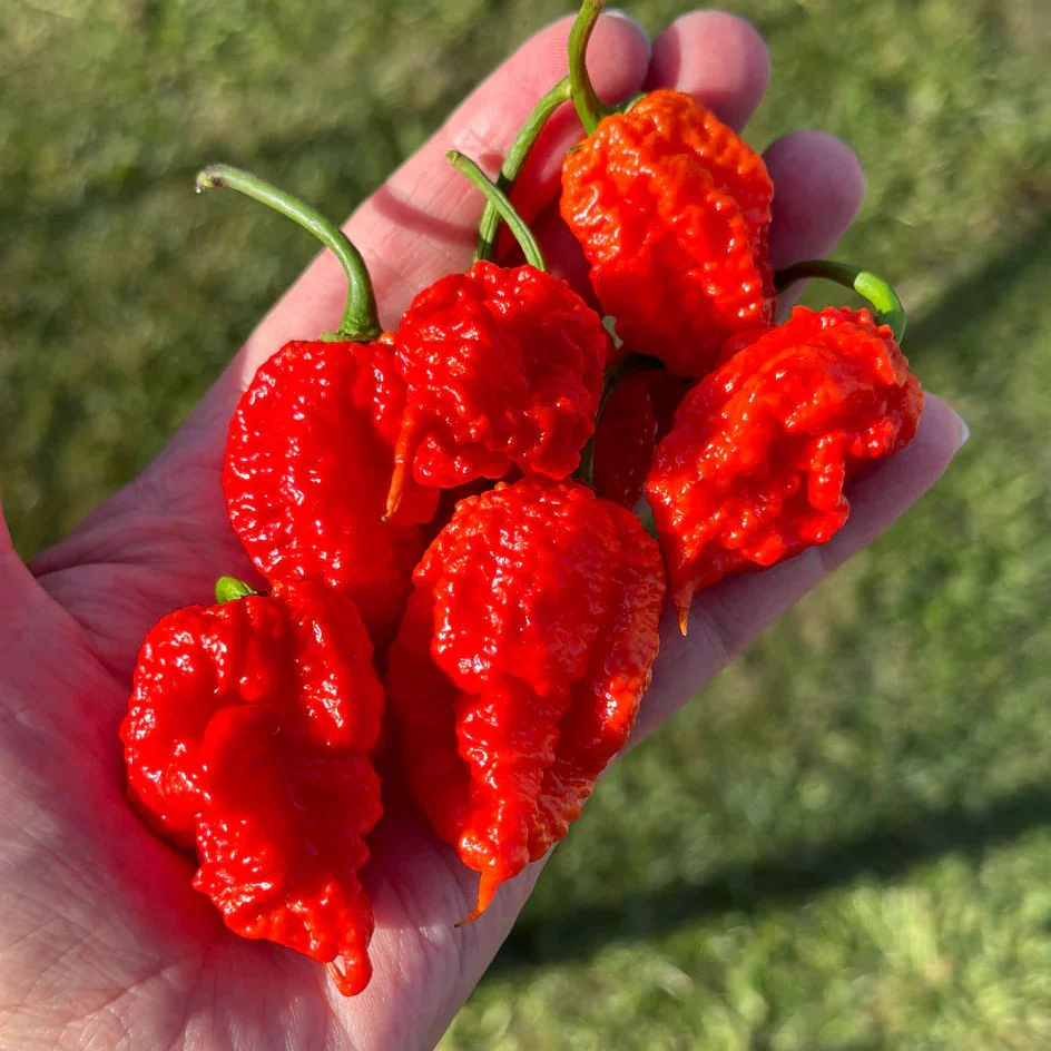 Big Veg: Hot Chillies - Image 3