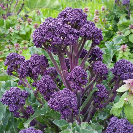 Big Veg: Purple Sprouting Broccoli - Image 3