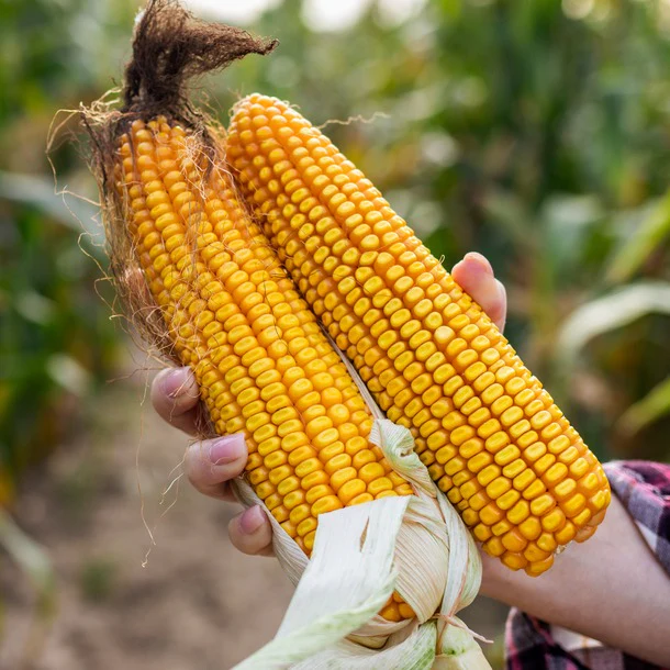 Big Veg: Sweetcorn - Image 3
